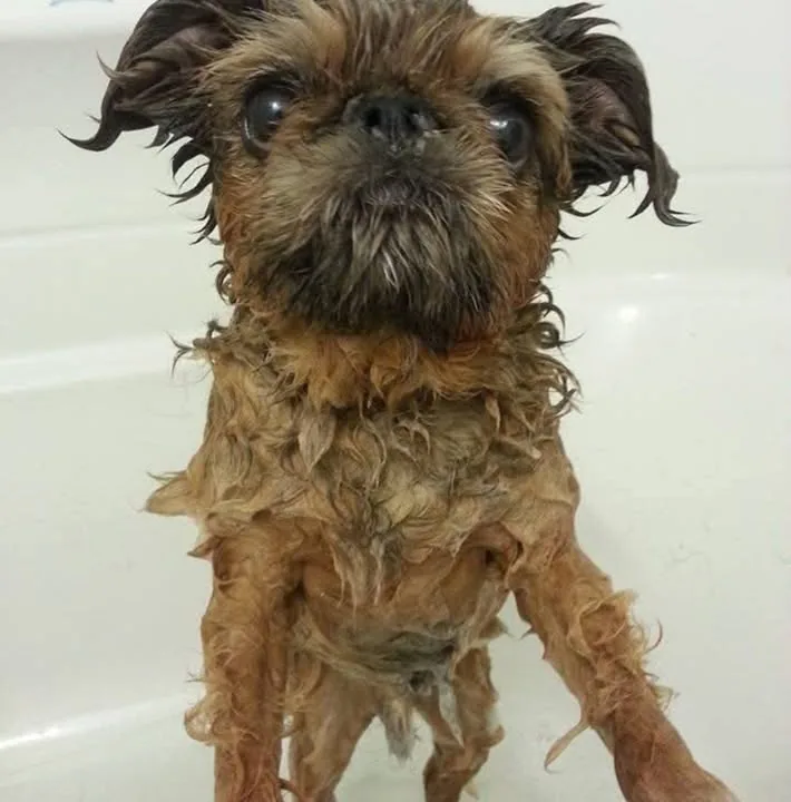 A soaking-wet little griffon in the grooming tub